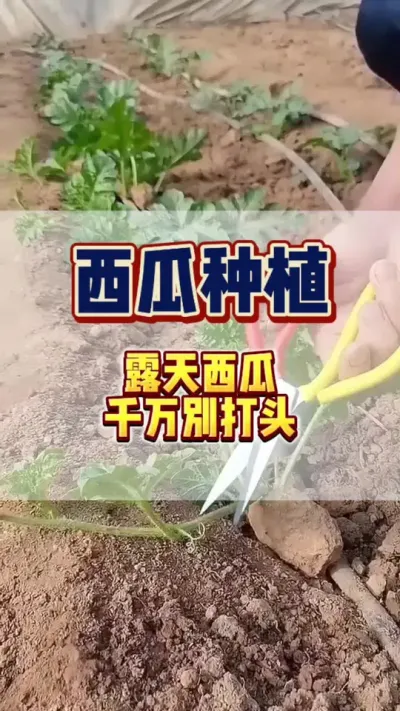 #西瓜种植 #西瓜管理 #病虫害防治 露天西瓜千万别打头，但是你打了头，怎么补救？