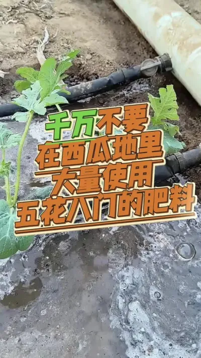 #西瓜