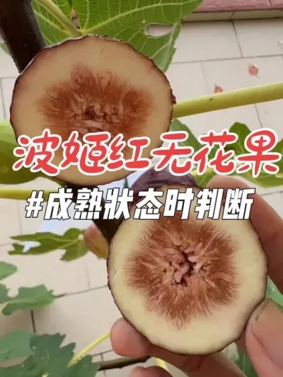 经典无花果品种波姬红，成熟度如何判断？#波姬红无花果#无花果采摘