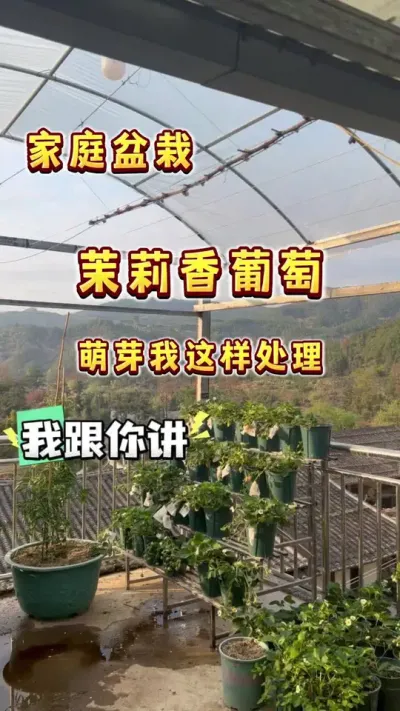我相信你也能在自己家里种出葡萄的&mdash;&mdash;家庭盆栽葡萄萌芽期管理#楼顶果园 #小院时光 #葡萄 #春天 #盆栽葡萄