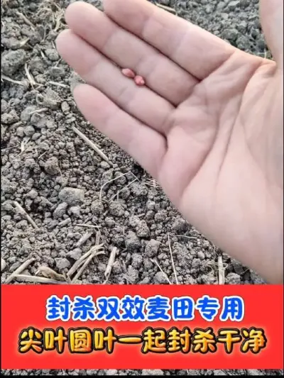 小麦田能封能杀的除草剂 #小麦种植 #小麦封闭除草剂 #农业种植