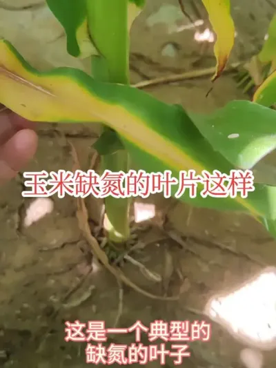 #玉米缺氮 #来抖音学农技#玉米脱肥 缺氮是叶片中间黄，如果缺氮一定要适时的补充氮肥