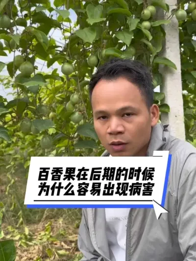 百香果后期的时候为什么容易出现病害#种百香果#百香果种植技术 #农业种植