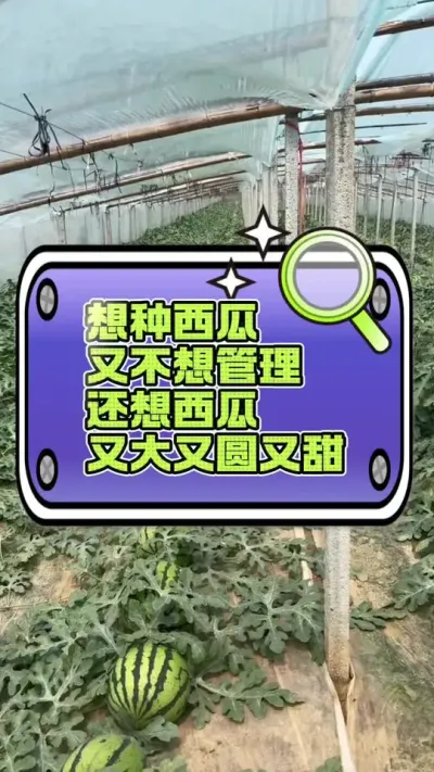 #西瓜种植 #病虫害防治 #增产增收才是硬道理