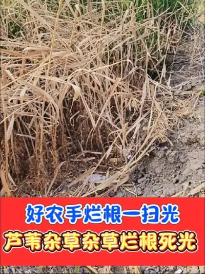 烂根灭生组合效果就是牛 好农手烂根组合一套一桶水打匀打透，死草彻底，不影响下茬种植#除草剂 #农资肥料 #除草烂根渗透力强一次解决 #农业种植 #除草