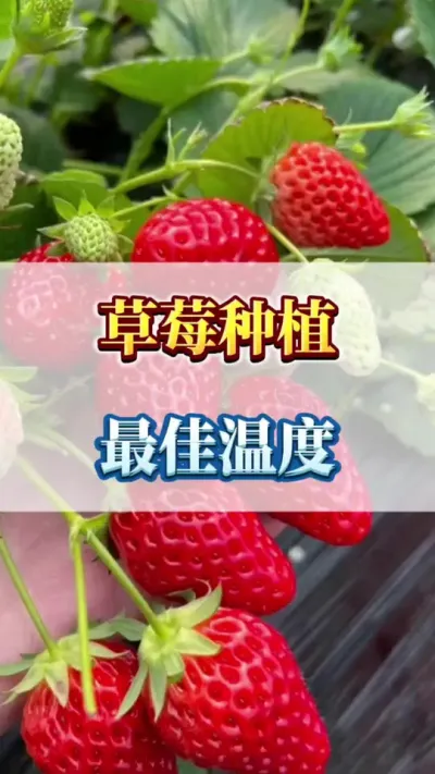 草莓种植，最佳温度#农业种植 #三农 #优质农产品