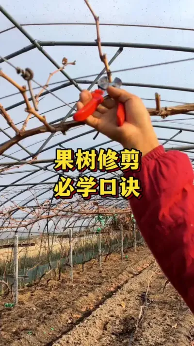 果树修剪，必学口诀#农业种植 #三农 #葡萄种植