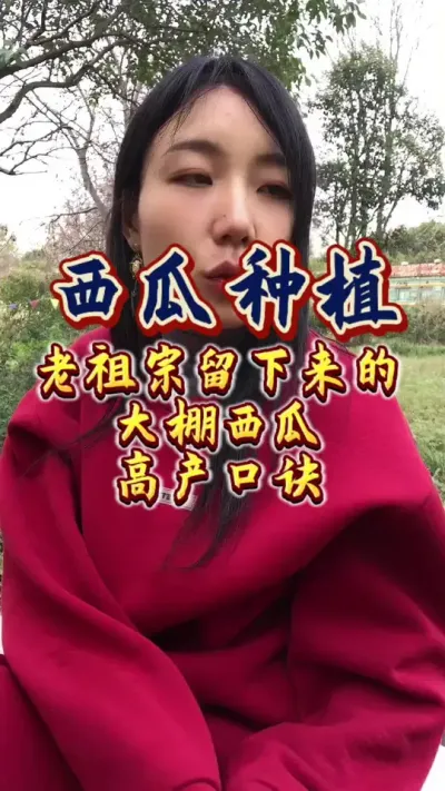 #西瓜种植#大棚西瓜