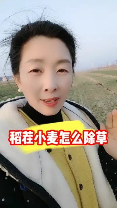 水稻茬小麦田菵草硬草阔叶草一起防除#小麦除草剂 #小麦 #小麦种植 #小麦除草 #吴平农资
