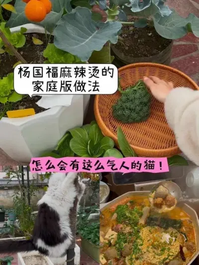 一不小心复刻了杨国福麻辣烫！露台摘菜做晚饭喽🥬 冬天的小菜园也收获满满！#阳台种菜 #抖音新农人 #种菜基因觉醒 #麻辣烫 #冬天种什么菜