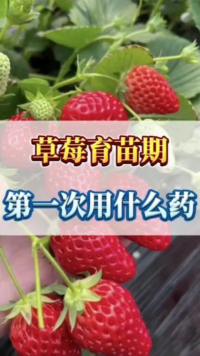 草莓育苗期，第一次用什么药#草莓种植 #优质农产品 #农业种植