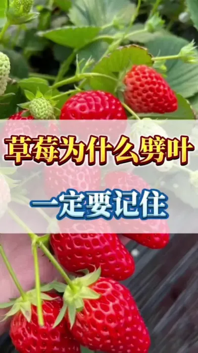 草莓为什么劈叶，一定要记住#草莓苗育苗基地 #三农 #草莓种植