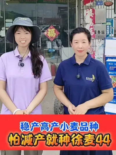 怕减产就种徐麦44 高产稳产小麦品种徐麦44，产量高，收益高#徐麦44 #怕减产就种徐麦44 #众祥种业 #小麦种植 #农资肥料