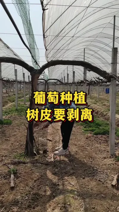 葡萄种植，树皮要剥离#三农 #科普知识 #果树管理