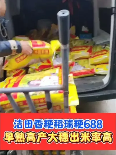 早熟大穗洁田稻☞瑞粳688，大户认可好品种#农资肥料 #三农种植 #水稻种植 #高产水稻种子 #水稻