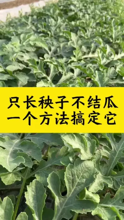 西瓜旺长不结瓜怎么办#西瓜种植 #种西瓜 #大棚西瓜 #西瓜种植技术 #西瓜管理