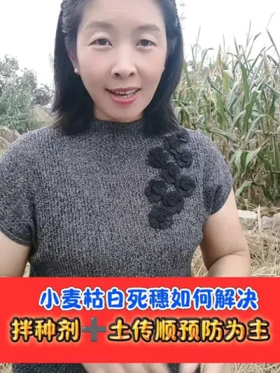 小麦田土壤差，土传病害严重该如何管理 先拌后撒，解决土传枯白死穗#小麦种植 #小麦拌种剂 #土传顺 #农资肥料