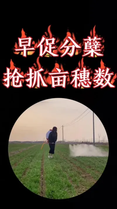 早春小麦促弱转壮早分蘖，及早追肥，喷施分蘖宝和美四方#农资肥料 #三农种植 #小麦 #小麦种植 #小麦管理