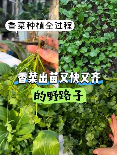 虽然很麻烦但太好使了！香菜种植方法！ 注意一定要买老品种香菜种子哈！因为好吃哈哈哈😁#阳台种菜 #种香菜 #香菜种植方法 #老品种香菜 #催芽