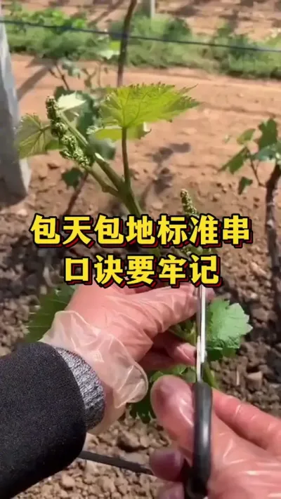 包天包地标准串，口诀要记牢#农业种植 #优质农产品 #三农