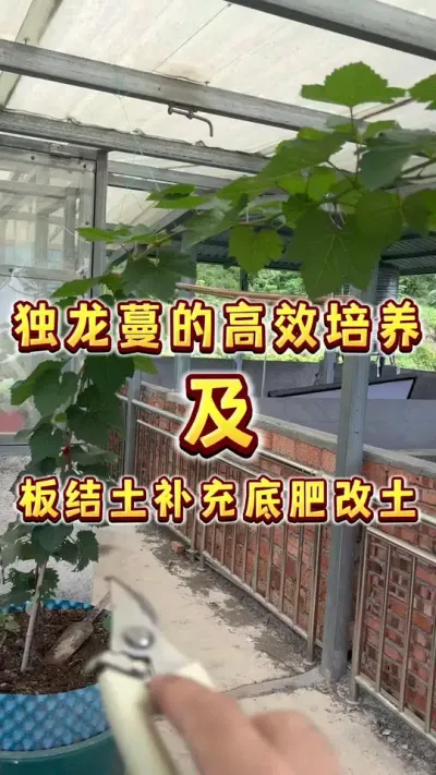 盆栽葡萄独龙蔓的高效培养及定植时没加底肥、土壤板结如何补充底肥及改土#盆栽葡萄 #葡萄#家庭种植 #家庭果园 #内容启发搜索