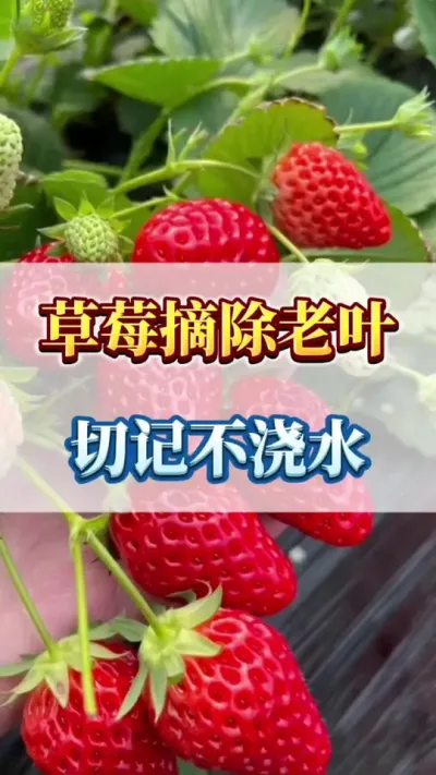 草莓摘除老叶，切记不浇水#草莓采摘 #蓝莓树苗大果 #关注我每天更新知识