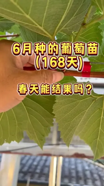 6月份种在楼顶盆栽的茉莉香葡萄，现在这个状态，明年春天能结果吗？怎么判断呢#盆栽葡萄#楼顶果园 #葡萄#葡萄自由 #园艺生活