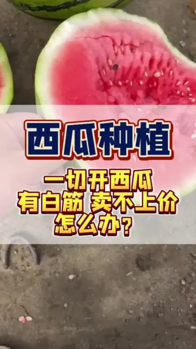 #西瓜种植 #西瓜管理 #增甜#增产增收 西瓜切开之后有白筋，颜色浅淡，卖不上价，怎么办？