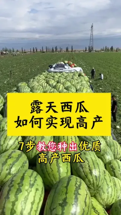 #西瓜种植#西瓜种植技术 #种西瓜 #西瓜管理