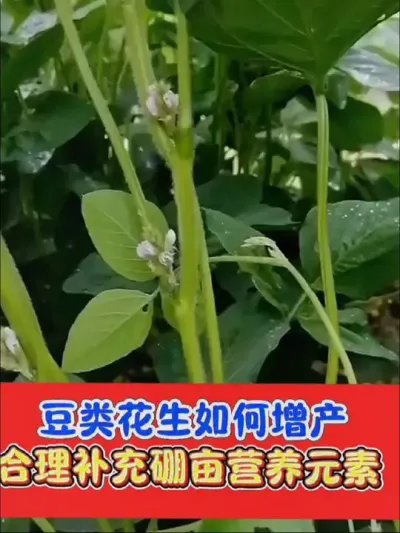 大豆花生增产必选硼钼肥 豆类大豆花生增产硼钼肥#硼钼 #钼肥 #大豆增产 #花生增产 #农资肥料