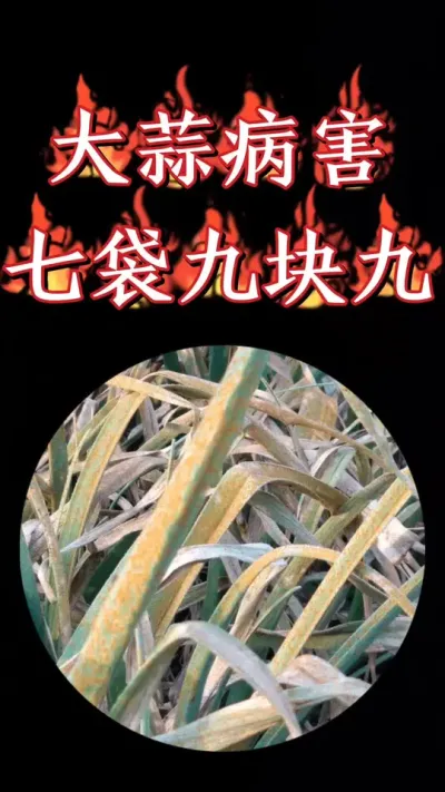 大蒜防病治病壮苗抗寒，一套7袋只要9块9#大蒜种植 #大蒜管理 #大蒜种植技术 #农资肥料 #三农种植