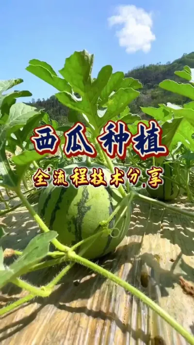 #西瓜种植 #增产增收才是硬道理 #生根壮苗 #农业技术推广 #瓜农不容易