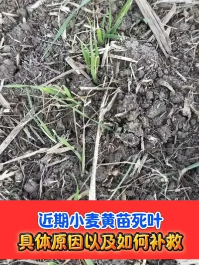 小麦出现冻害如何管理 #小麦种植 #小麦管理 #小麦种植管理技术 #农资肥料 #小麦