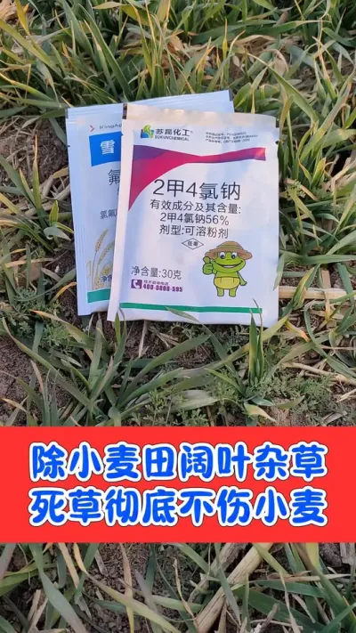 小麦田阔叶杂草一扫光，死草彻底不反弹，安全不伤小麦苗#农资肥料 #三农种植 #小麦 #除草 #小麦除草剂