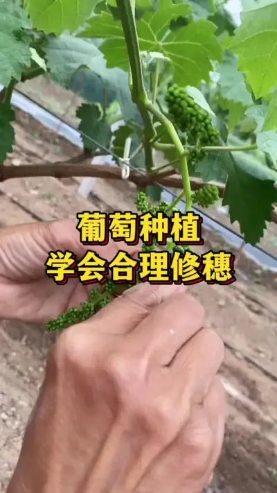 葡萄种植，教你合理修穗#农业种植 #三农 #果树种植
