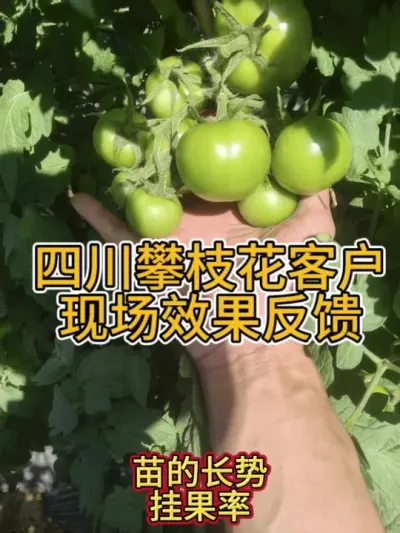 四川攀枝花番茄客户使用1470、530现场效果反馈 #三农 #农资 #农业技术推广 #农业法哥