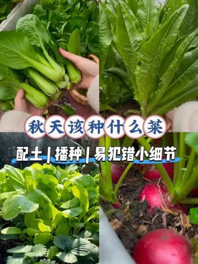 有时菜种不活还真不是自己的问题！比如土、种子、季节、温度或者一些微不足道的小细节？#阳台种菜 #秋播 #配土 #上海青 #油麦