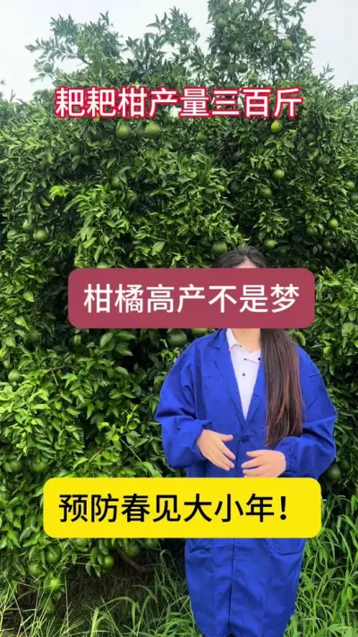 预防春见大小年！不得不用得方案！！！年年都是大年！#三农 #柑橘 #助力果农
