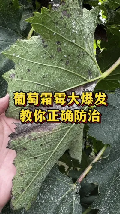 葡萄霜霉大爆发，教你正确防治#葡萄种植