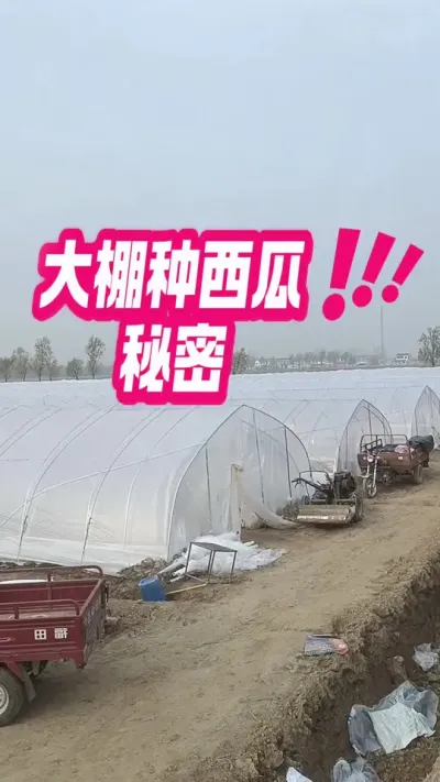 #西瓜种植 #增产增收才是硬道理 #西瓜管理 #农业技术推广 #大棚西瓜