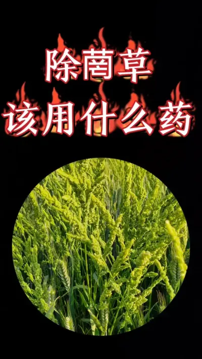 小麦田菵草推荐药剂，除草彻底#三农种植 #农资肥料 #小麦 #小麦种植 #小麦除草剂