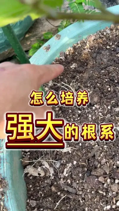 我们盆栽果树的时候，怎么培养强大的根系？？做好这三点，爆根洒洒水啦～ #盆栽果树#盆栽葡萄 #家庭种植  #种植小技巧 #内容启发搜索