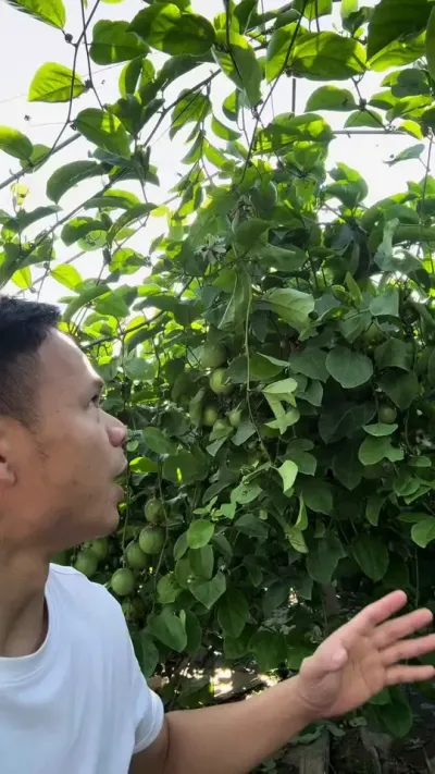 百香果的花一碰就掉#种百香果#黄金百香果种植技术