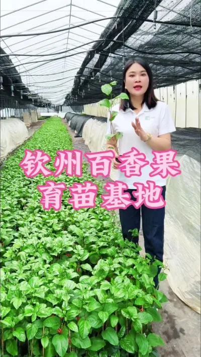 钦州百香果育苗基地！#乡村守护人 #服务三农支持三农 #抖音助农 #百香果 #新农人计划 @抖音小助手 @DOU+小助手