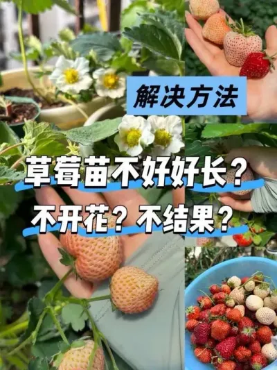 细说下草莓苗长成什么样子时该用什么肥🍓 种草莓最怕新手易犯的致ming错误❌就是分不清1g勺和2g勺😂还有掌握了什么时期用什么肥，种草莓对你来说那简直是so easy🍓#阳台种菜 #盆栽草莓 #盆栽草