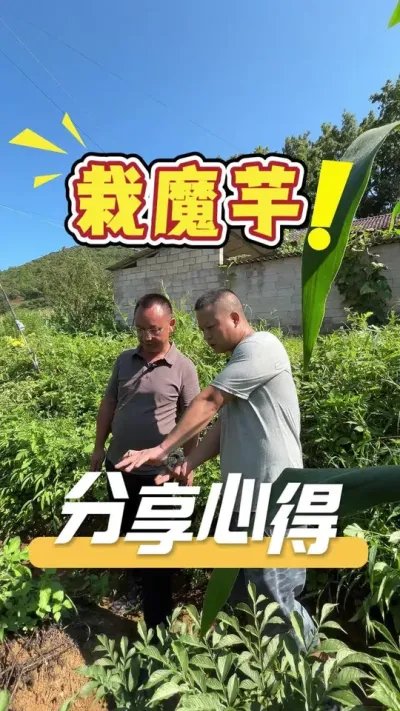 栽魔芋的心得经验，让我们一起听听老板是如何来管理的。#魔芋#农业技术推广#农业种植#种植小知识