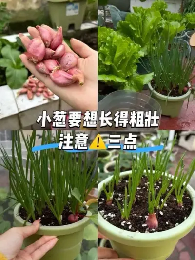关于种小葱的种植、配土、施肥、浇水&hellip; 能否种好红葱头一定得注意这三点！尤其是水浇多了绝对种不好的！#阳台种菜 #火葱头 #种小葱 #小葱种植方法 #施肥