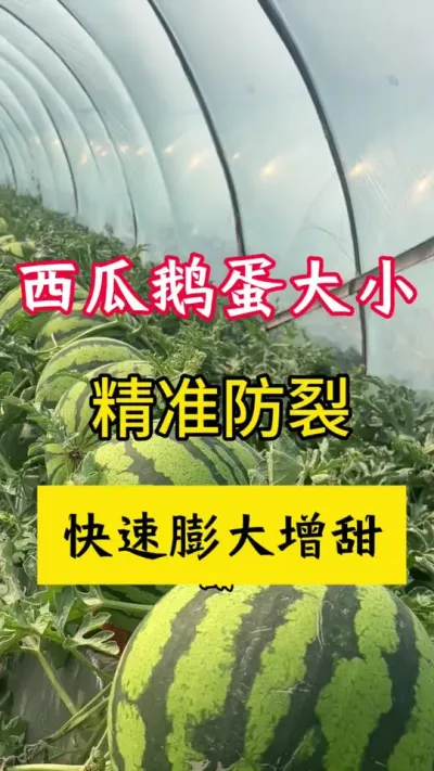 #西瓜种植 #种西瓜#西瓜种植技术#西瓜增甜#西瓜管理