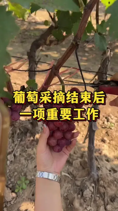 葡萄采摘结束后，一项重要工作#优质农产品 #三农 #葡萄种植