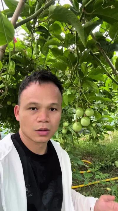 #百香种植#黄金百香果种植技术 #三农种植 #农村种植 #抖音助农